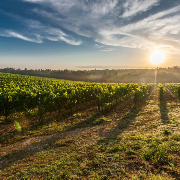 Vinho Verde Wines
