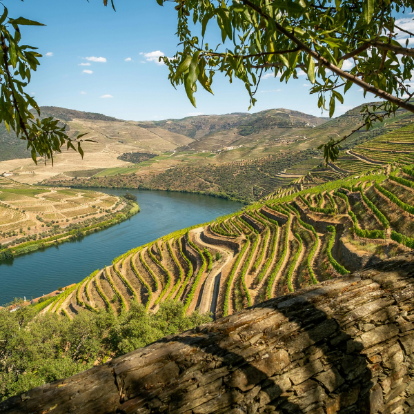 Douro Valley Wines